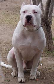 boxer vs  dogo   VidArena Video Match    