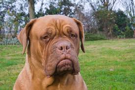 File  Dogue de Bordeaux   serious jpg    