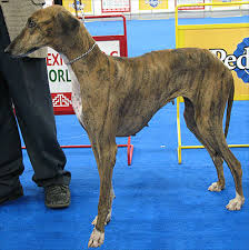 Azawakh dog