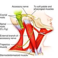 http://img.tfd.com/MosbyMD/thumb/accessory_nerve.jpg