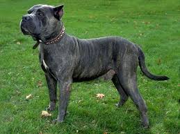 Perro de  Presa   Canario is the active    