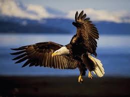 Image <b>Eagle</b> Air Conditioning   Home Picture