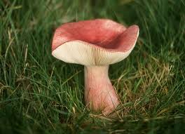 Gilled Fungi
