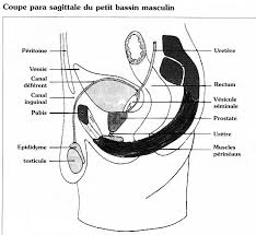 http://www.ledamed.org/IMG/html/i941_1.jpg