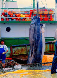 on swordfish fisheries - via Daymix
