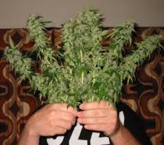 Buy Marijuana For Sale .com - via Daymix