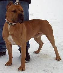 American Pit Bull Terrier Puppy Dogs