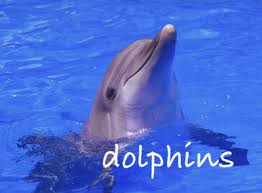   Dolphins  
