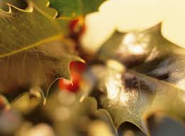 close shot of  mistletoe  
