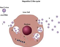 http://www.medical-look.com/diseases_images/hepatitis_c.jpg