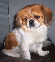 I found a home through Small Dog