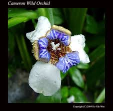 Image Cameron <b>Wild Orchid</b> Picture