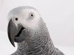 Afrian  Grey   African  Grey   Parrots are    