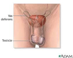 Male  reproductive   anatomy