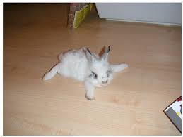 You will not see anything this  cute      