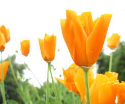Orange flowers