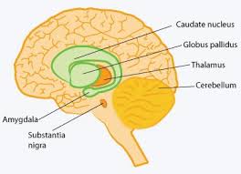 to Parkinson's disease. - via Daymix