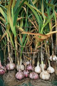  garlic 