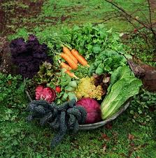 vegetable-gardening.jpg