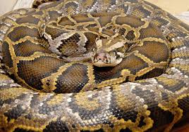 snake's rabbit dinner, - via Daymix