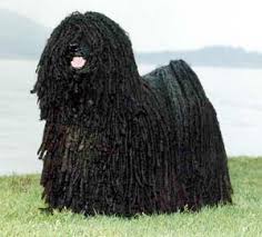 The  Puli   is a medium sized    