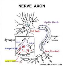 illustration of a nerve axon - via Daymix