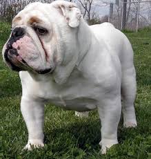 Bulldog Puppies for Sale - via Daymix