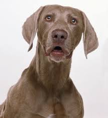      of a  Weimaraner   Dog Dave King    