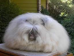 Home > Rabbits > Pictures