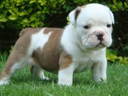 Adorable English Bulldog - via Daymix