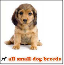 All Small  Dog Breeds  