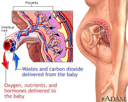 Placenta - via Daymix