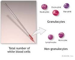  White Blood Cell Count 