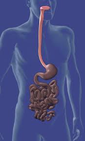 barrett s  esophagus  