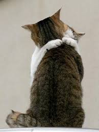 Cute-pet-02.jpg