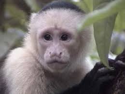 White Face  monkey   Costa Rica    