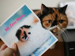 the ultimate feline meme.