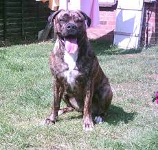   Bandog   Breed