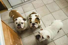 Bulldogs have strong - via Daymix