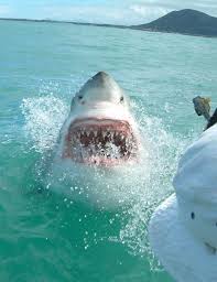 Sharks - via Daymix