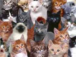   Different Cat Breeds  