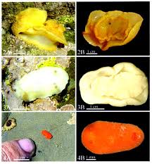   B   Living specimen in ventral view 