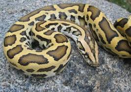 TCC Golden Burmese Pythons In - via Daymix