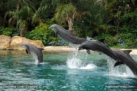 Discovery  Cove   is a secluded    