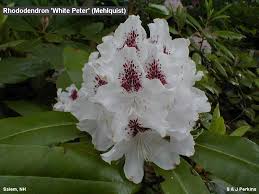 Rhododendron x26 39  White Peter   x26 39    