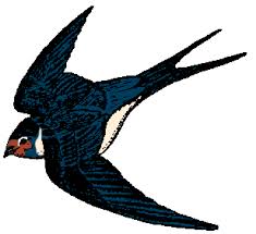 swallow