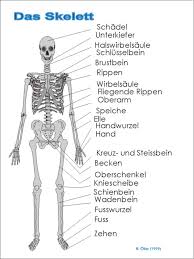 Arbeitsblatt Körperskelett mit.bilder