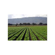 0696 Crops