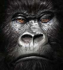 gorilla pronunciation