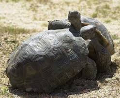 Desert Tortoises fighting